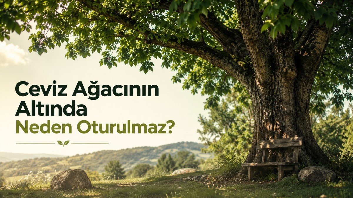 Ceviz Ağacının Altında Neden Oturulmaz?